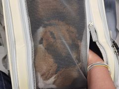 -纳吉亚猫专科动物诊疗中心(蒋宅口分院)