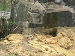 -青岛森林野生动物世界