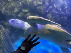 -太平洋海底世界