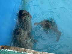 -秦皇岛乐岛海洋王国