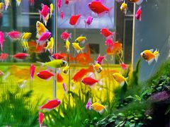 -中环花鸟鱼虫市场