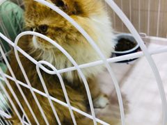 -藏猫猫咖啡主题馆(中央大道店)