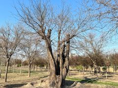 -甜心庄园·甜心草莓采摘园(西青中北店)