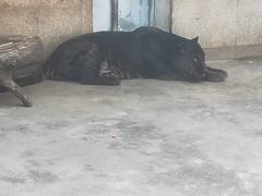 -西安秦岭野生动物园