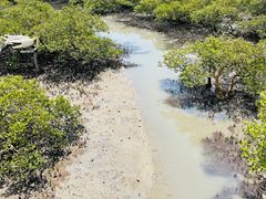 -北海金海湾红树林生态旅游区
