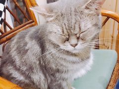 -猫色咖啡·猫咖