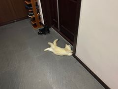 -Bastet sally猫舍购宠(静安店)