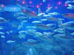 -烟台海昌鲸鲨海洋公园