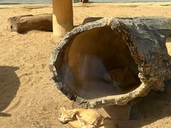 -深圳野生动物园