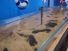-沙沙哗啦海洋馆(华宇百花谷店)