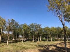 -天津东丽湖风景区