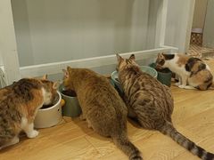 -Cappucimeow猫咪咖啡馆(韦伯时代店)