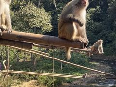 -西双版纳原始森林公园