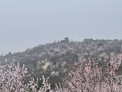 -白水寺森林公园