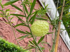 -广州神农草堂中医药博物馆