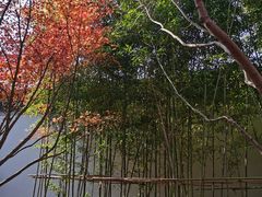-秋霞圃
