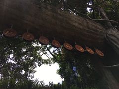 -西双版纳原始森林公园