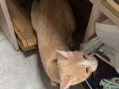 -半岛宠物医院24小时(白果林店)