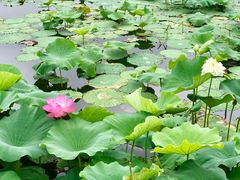 -荷塘月色湿地公园·向阳花洲