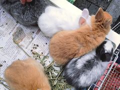 -青石桥花鸟鱼虫市场(叠翠城店)