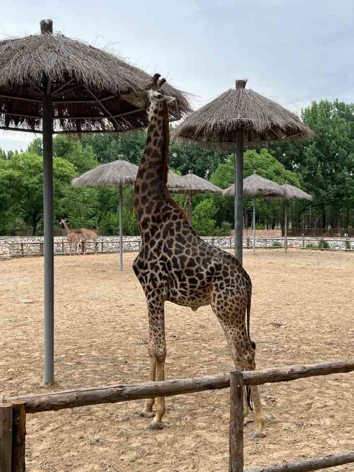 北京野生動物園-