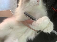 -宠物家(大兴旧宫店)