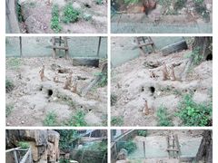 -成都动物园