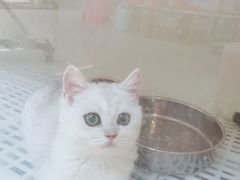 -lincat·猫舍(广州店)