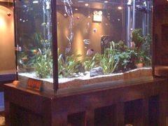 -Strawberry Butterfly草莓蝴蝶日式水果挞