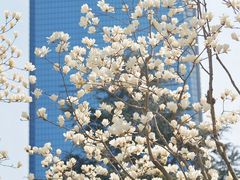 -陆家嘴中心绿地