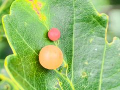 -牛背梁国家森林公园