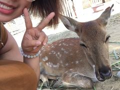 -鹿境梅花鹿生态园区