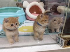 -糯米喵星人总部直营旗舰店·猫舍·幼猫出售