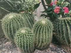 -北京植物园-展览温室