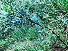 -阳台山自然风景区