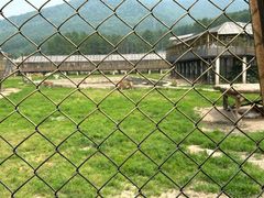 -横道河子东北虎林园