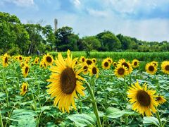 -广富林郊野公园