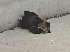 -保定市动物园