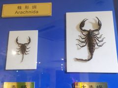 -上海昆虫博物馆