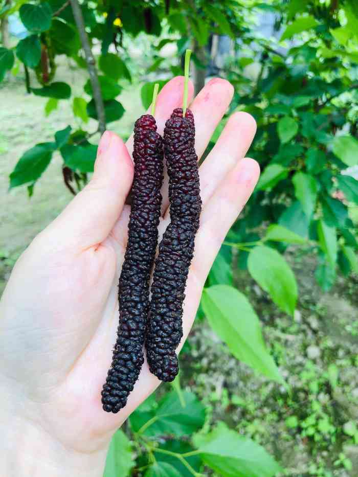 花香蜜桑-"第一次吃这种长桑葚 很好吃 比一般的都要.