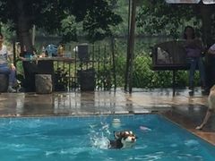 泳池-良成狗狗乐园