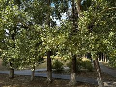 -长白岛森林公园