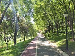 -大望京公园