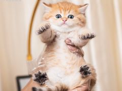 -小猫来了·猫舍(红山六九七九店)