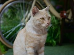 -大橘咖啡(坂田店)