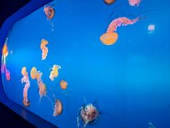 -太平洋海底世界