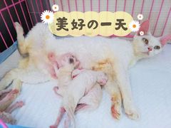 -十年猫舍·猫咪专门店(普陀店)