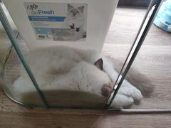 -派联宠物医院·24h·CT·异宠