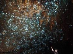 -怀托摩萤火虫洞