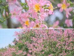 -莲花山公园